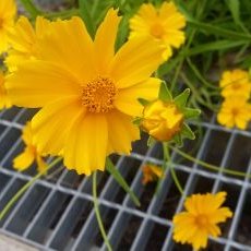 Profile Picture of 금빛 (@choho0066) on Twitter