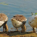 Profile Picture of Grillo (@grillocarllia87) on Instagram