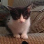 Profile Picture of Mia Pearson (@its_mia_thecat) on Instagram