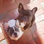 Profile Picture of VonHansen Frenchies (@riddickvonhansen) on Instagram