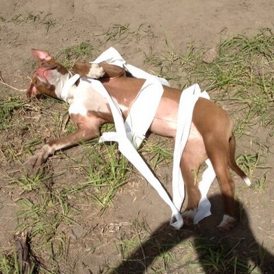 Chad Dickey - Twitter Profile Picture of Chad Dickey (@DirtJohnson) on Twitter