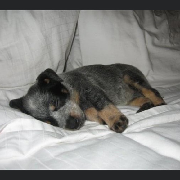 Profile Picture of Lina Streeper (@linastreeper) on Poshmark