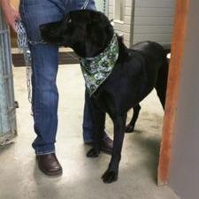 Profile Picture of Daniel A Lahey (@Turtle_Simple) on Twitter