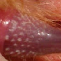 Profile Picture of Zoo Cumdump (@zoo-cumdump) on Quora