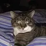 Profile Picture of MATTHEW BERRIDGE (@matthewberridge1) on Tiktok
