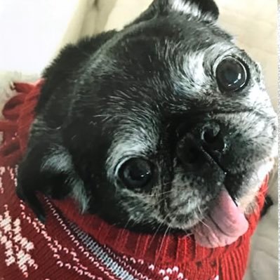 Profile Picture of Susan Bonner (@SusanBo71173014) on Twitter