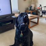 Profile Picture of Mike Kosarko (@michaelkosarko) on Instagram