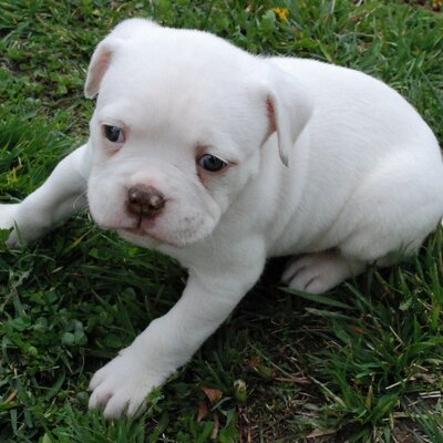 Profile Picture of Sam Crooks (@samcrooks4) on Twitter