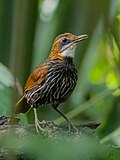 Profile Picture of Falcated wren-babbleron Wikipedia