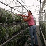 Profile Picture of Yolanda Calzada Rovirosa (@yolandacalzadarovirosa) on Instagram