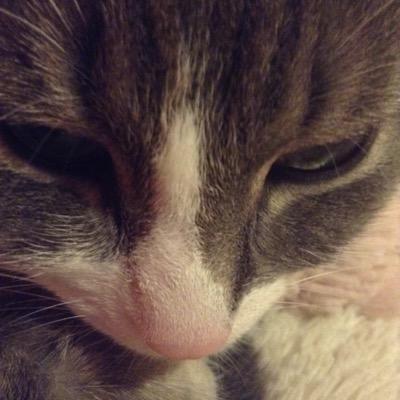 Profile Picture of Jenna Coates (@kittenbird2002) on Twitter