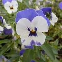 Profile Picture of Marilyn Prentice (@marilynp2003) on Pinterest