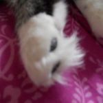 Profile Picture of Felicity Atia Paterson Shugart (@felicityatia_inbetweennaps) on Instagram
