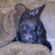 Profile Picture of Xavier Phillips (@xavierphillips5124) on Youtube