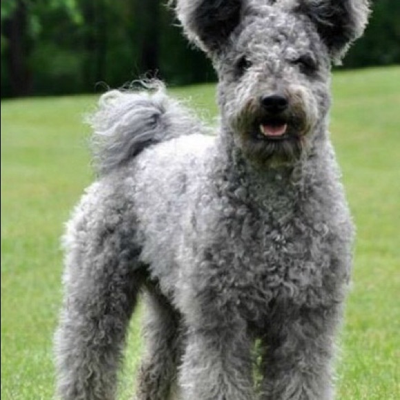 Profile Picture of Shawn Roncka (@shawn3645) on Poshmark