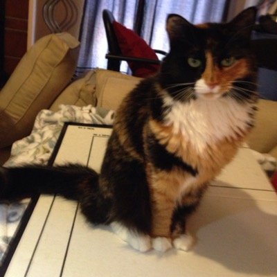 Profile Picture of Michele Glenn (@MicheleElenaGle) on Twitter