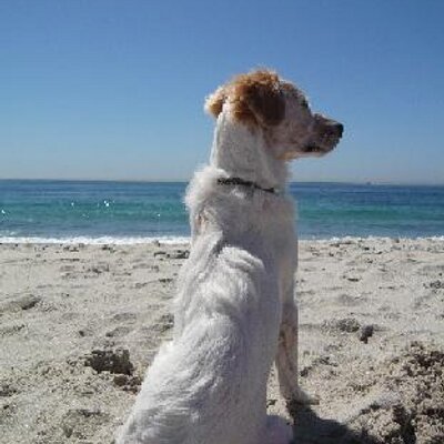 Profile Picture of Dave Meservey (@4PawsAtPlay) on Twitter