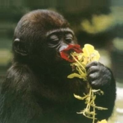 Profile Picture of Autumn Mclean (@AutumnMclean14) on Twitter