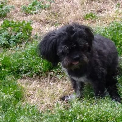 Profile Picture of Sputnik (@paulaeubanks) on Twitter