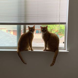 Profile Picture of Rhonda Sinclair (@rhondafelix) on Instagram