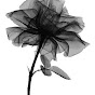 Profile Picture of LasRosasDeDallas (@@LasRosasDeDallas) on Tiktok