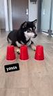 Profile Picture of   Greywolf Blackfox... (@greywolf.blackfox) on Tiktok