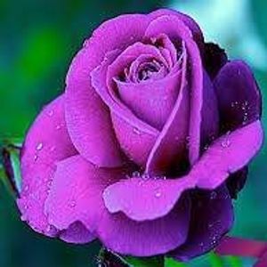 Praveen Tiwari - Myspace Profile Picture of Praveen Tiwari (@praveen.tiwari.568632) on Myspace