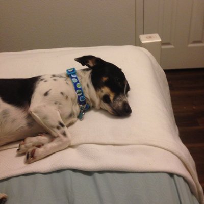 Profile Picture of Barbara Renfro (@barbara2renfro) on Twitter