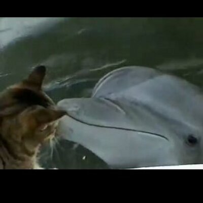 Profile Picture of Francesca Marchese (@Frances56948621) on Twitter