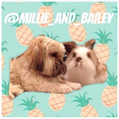 Profile Picture of  ✨Millie&Bailey ✨ (@LyallAaron) on Twitter