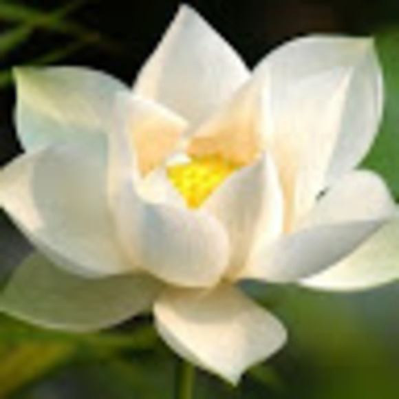 Profile Picture of Ashley Gillert (@max_gillert) on Poshmark