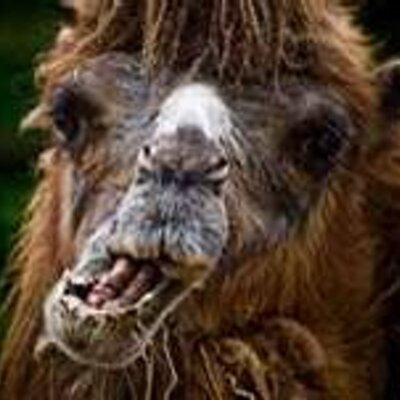 Profile Picture of Andre Dufresne (@leduff45) on Twitter