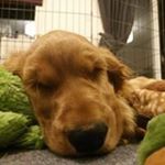 Profile Picture of Kevin McGrath (@froglet1970) on Instagram