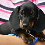 Profile Picture of Savannah Clayton (@featurepetssites) on Instagram
