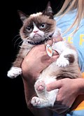 Profile Picture of Grumpy Cat - Wikipediaon Wikipedia