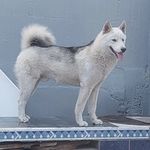 Profile Picture of Alejandro Fierros (@jalexfv) on Instagram