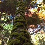 Profile Picture of Peter Hinrichs (@whatsyournature) on Instagram
