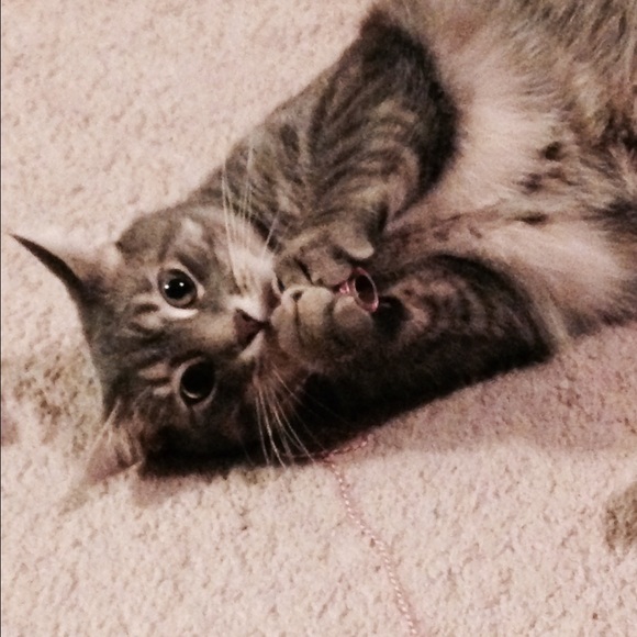 Profile Picture of Pazia Williams (@pwilliams22) on Poshmark