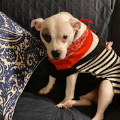 Profile Picture of Michael Simone (@sprinklemonster) on Youtube