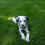 Profile Picture of josh bigham (@josh_bigham) on Instagram