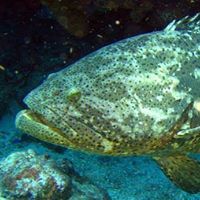 Profile Picture of Alejandro Gomez Avellaneda (@agomezavellaned) on Pinterest