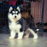 Profile Picture of Alice (@alicehoang_) on Instagram