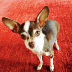 Profile Picture of Echo Browne (@echobrowne) on Instagram