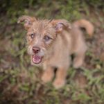 Profile Picture of Russell Jimenez (@russell_the_rescue_dog) on Instagram