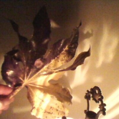 Profile Picture of Kevin Orth (@orth_kevin) on Twitter