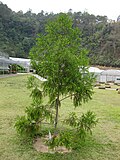 Profile Picture of Dacrydium elatumon Wikipedia