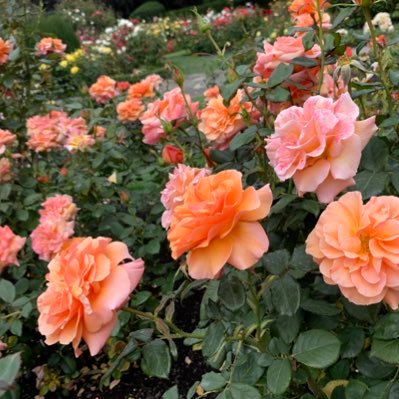 Profile Picture of Wei Ge (@WeiWeige9599) on Twitter