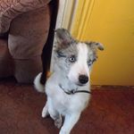 Profile Picture of Peter Gallacher (@petergallacher) on Instagram