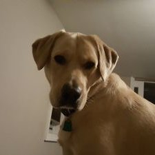 Profile Picture of Steve Mochan (@SteveMochan) on Twitter