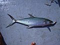Profile Picture of Kanadi kingfishon Wikipedia